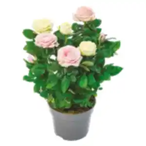 Topfrose