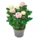 Bild 1 von Topfrose