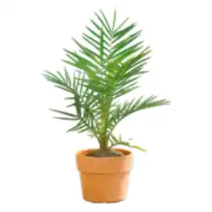 Phoenix Palme