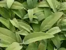 Bild 1 von Einsteinkräuter - Salbei officinalis 12 cm Topf