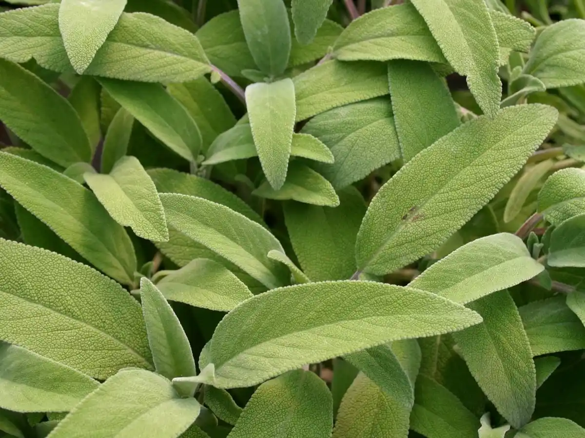 Bild 1 von Einsteinkräuter - Salbei officinalis 12 cm Topf