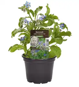 Einsteinkräuter Borretsch Gurkenkraut 12 cm Topf