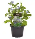 Bild 1 von Einsteinkräuter Borretsch Gurkenkraut 12 cm Topf