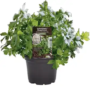 Einsteinkräuter Liebsstöckel Maggikraut 12 cm Topf