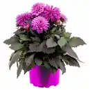 Bild 1 von GARDENLINE Dahlie
