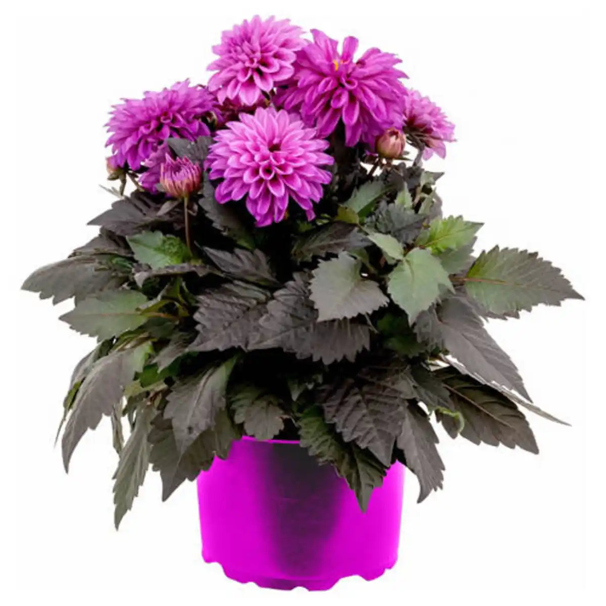 Bild 1 von GARDENLINE Dahlie