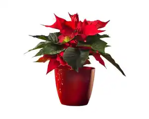 Ella Blumenübertopf, rot