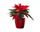 Bild 1 von Ella Blumenübertopf, rot