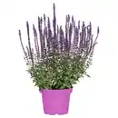 Bild 1 von GARDENLINE Ziersalbei