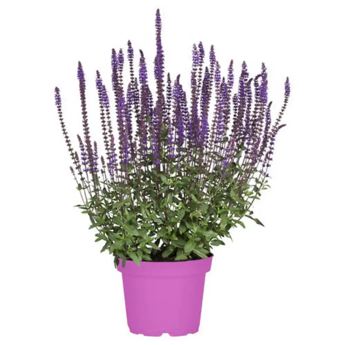 Bild 1 von GARDENLINE Ziersalbei