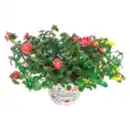 Bild 1 von Portulaca