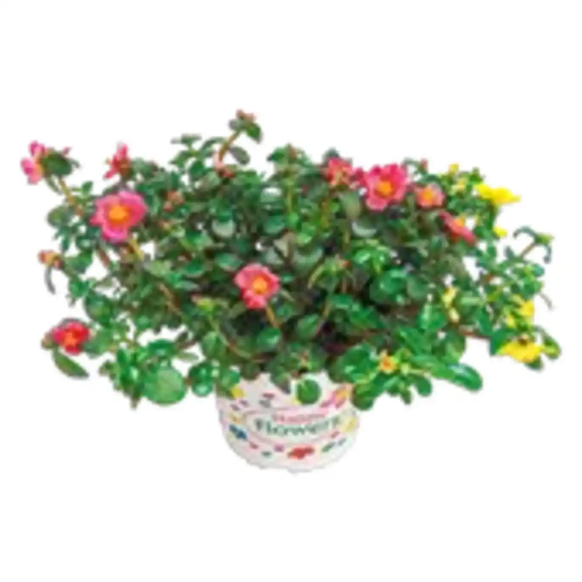 Bild 1 von Portulaca