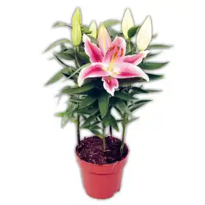 Lilien Starlight Express