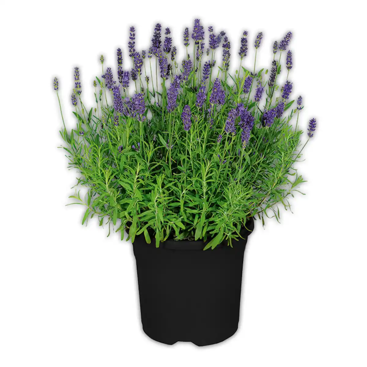 Bild 1 von Lavendel