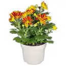 Bild 1 von Chrysanthemen