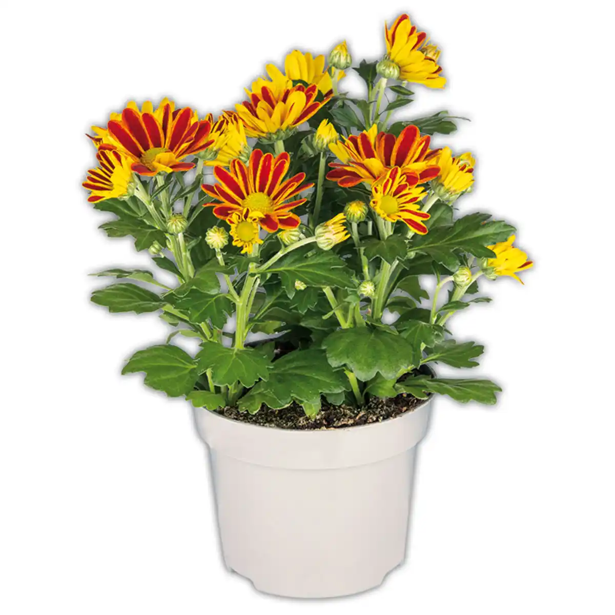 Bild 1 von Chrysanthemen