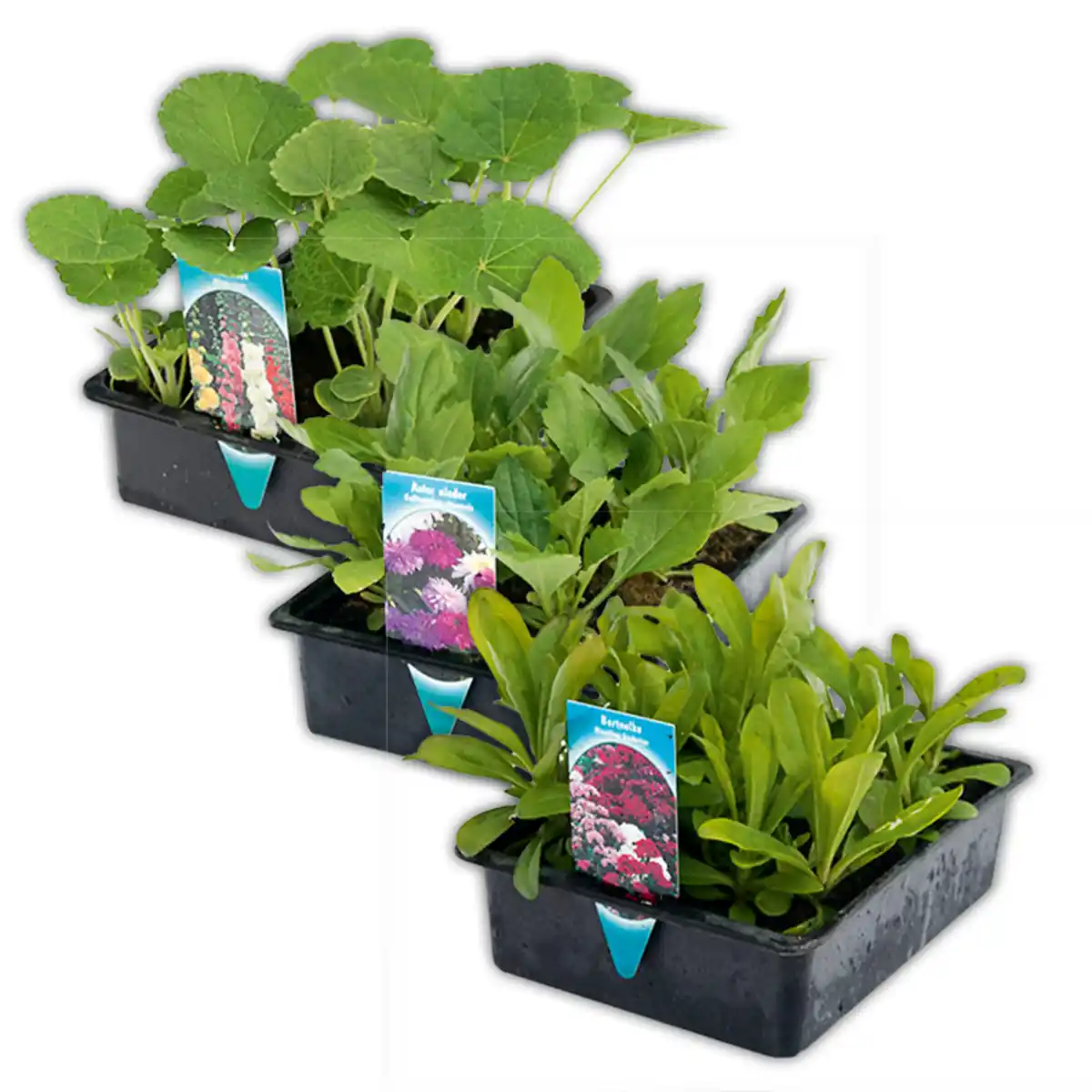 Bild 1 von Sommer-Jungpflanzen