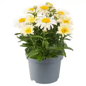 GARDENLINE Solitärstauden XL, Margerite Gelb