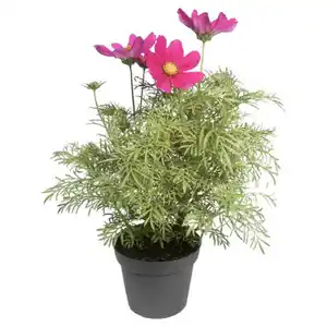 GARDENLINE Solitärstauden XL, Schmuckkörbchen