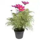 Bild 1 von GARDENLINE Solitärstauden XL, Schmuckkörbchen
