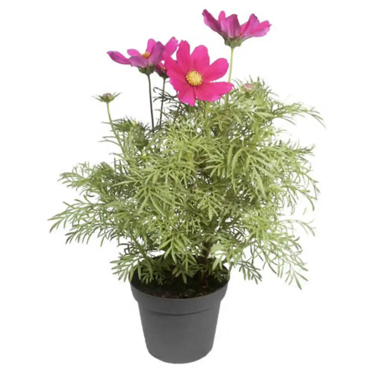 Bild 1 von GARDENLINE Solitärstauden XL, Schmuckkörbchen