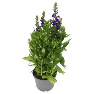 GARDENLINE Solitärstauden XL, Lobelie