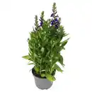 Bild 1 von GARDENLINE Solitärstauden XL, Lobelie