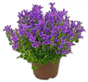 Glockenblume*