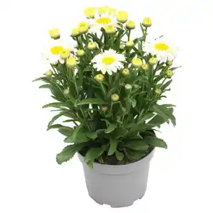 GARDENLINE Solitärstauden XL, Margerite Gelb