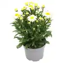 Bild 1 von GARDENLINE Solitärstauden XL, Margerite Gelb