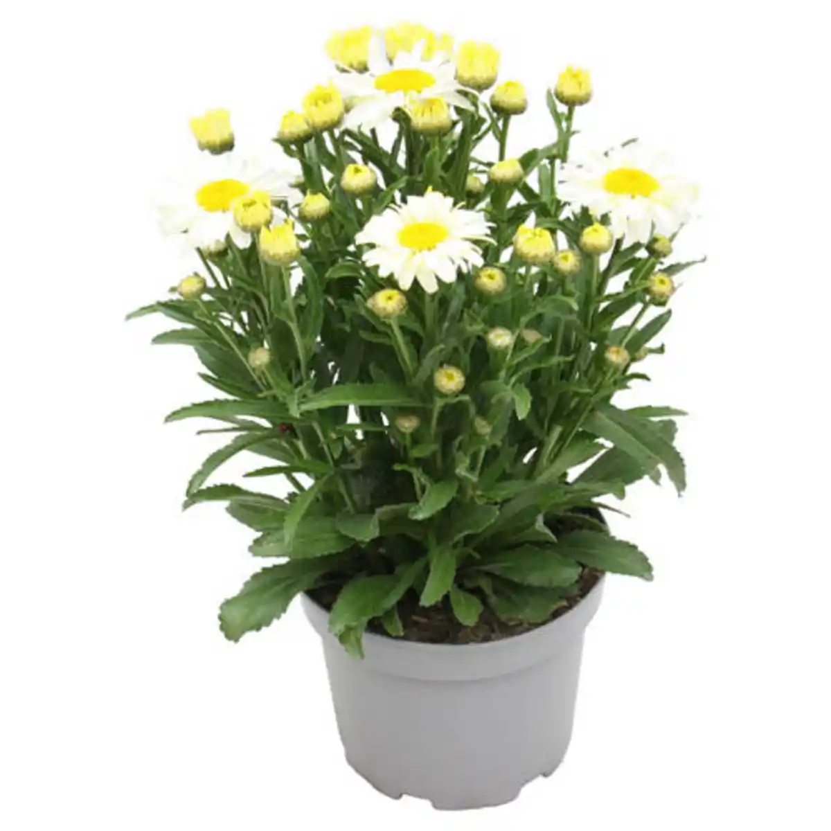 Bild 1 von GARDENLINE Solitärstauden XL, Margerite Gelb