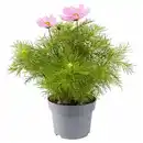 Bild 1 von GARDENLINE Solitärstauden XL, Schmuckkörbchen