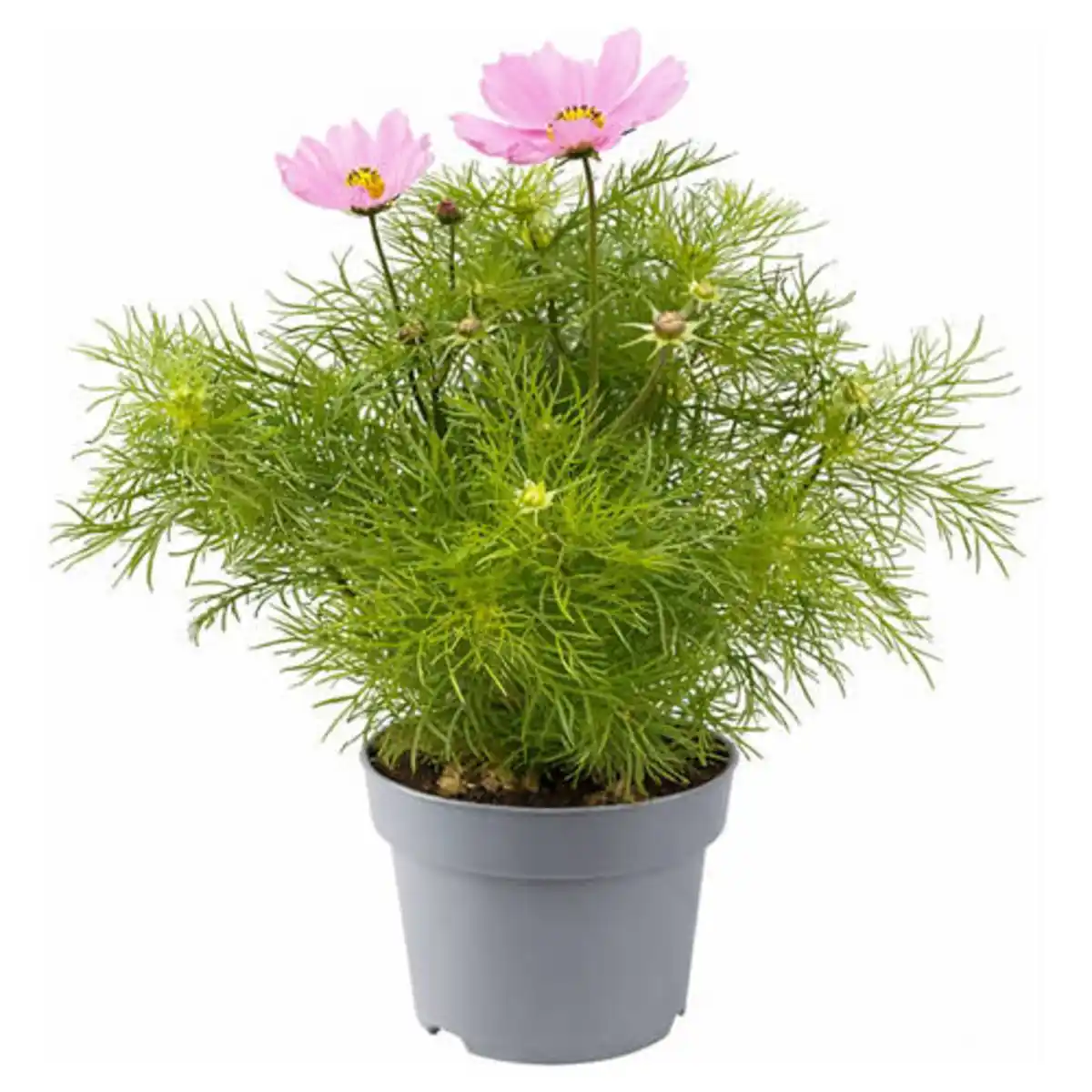Bild 1 von GARDENLINE Solitärstauden XL, Schmuckkörbchen
