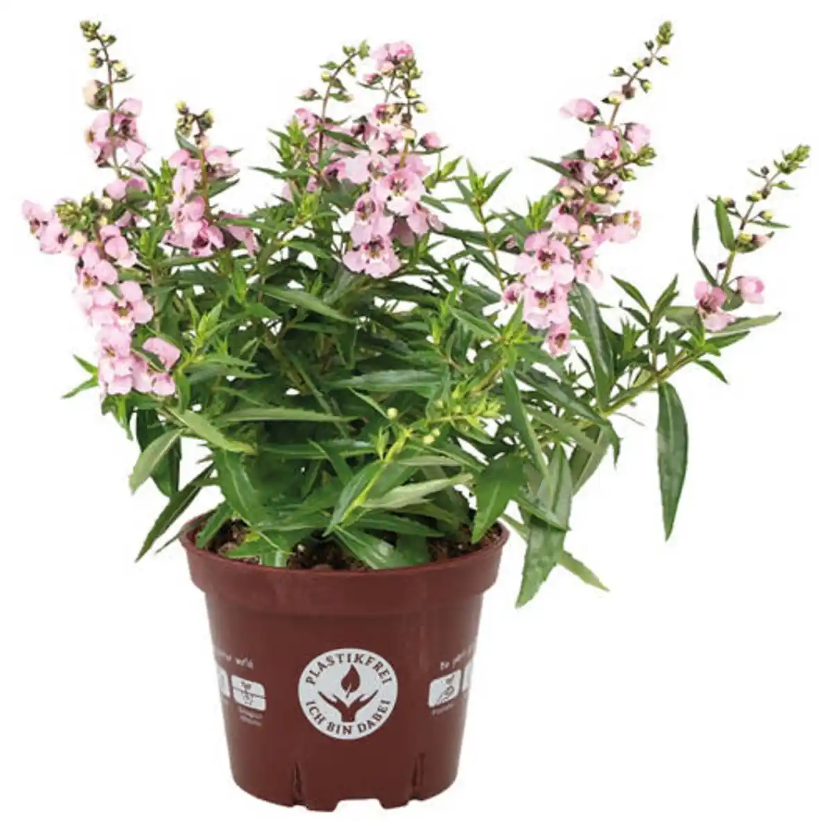 Bild 1 von GARDENLINE Stauden im kompostierbaren Topf, Angelonia
