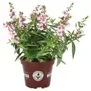 Bild 1 von GARDENLINE Stauden im kompostierbaren Topf, Angelonia