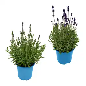 GARDENLINE Lavendel