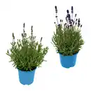 Bild 1 von GARDENLINE Lavendel