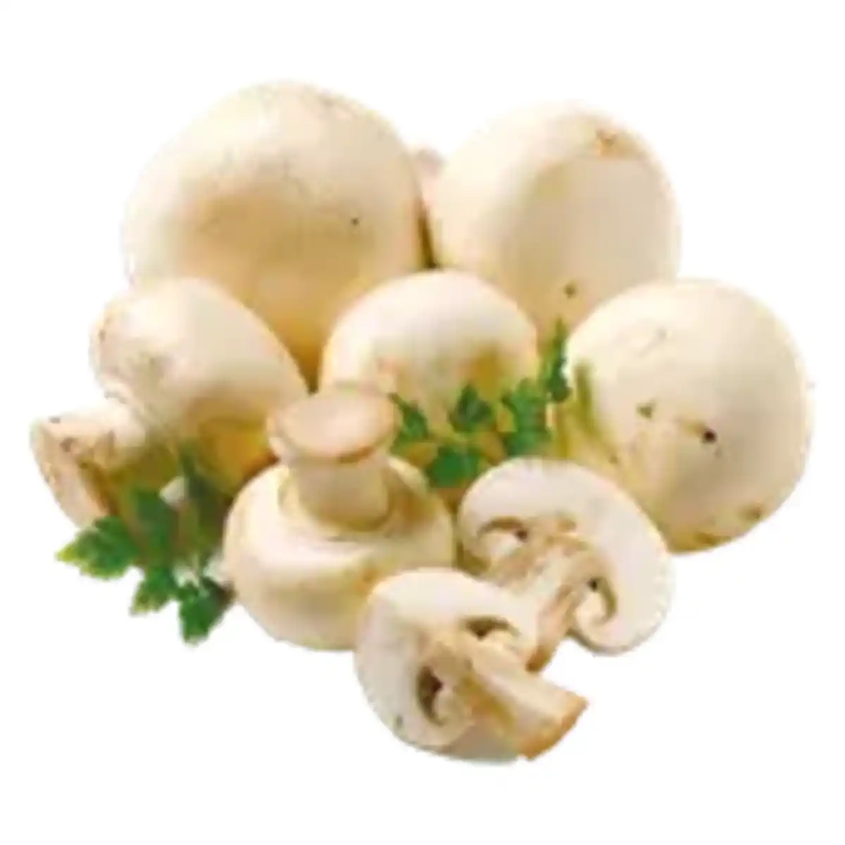 Bild 1 von Kulturchampignons weiß
