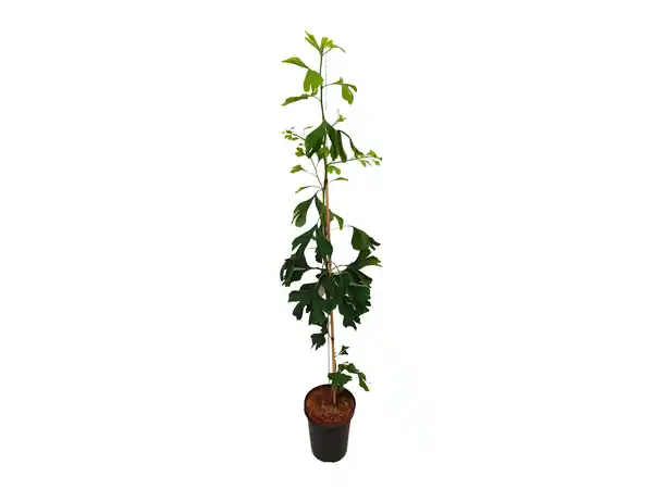 Bild 3 von Ginkgo biloba Strauch, locker verzweigt, sommergrün, Herbstfärbung goldgelb ""