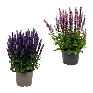 GARDENLINE Stauden / Sommerblumen