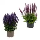 Bild 1 von GARDENLINE Stauden / Sommerblumen