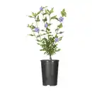 Bild 2 von GARDENLINE Gartenhibiskus