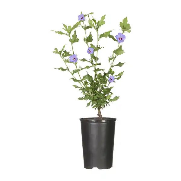 Bild 2 von GARDENLINE Gartenhibiskus
