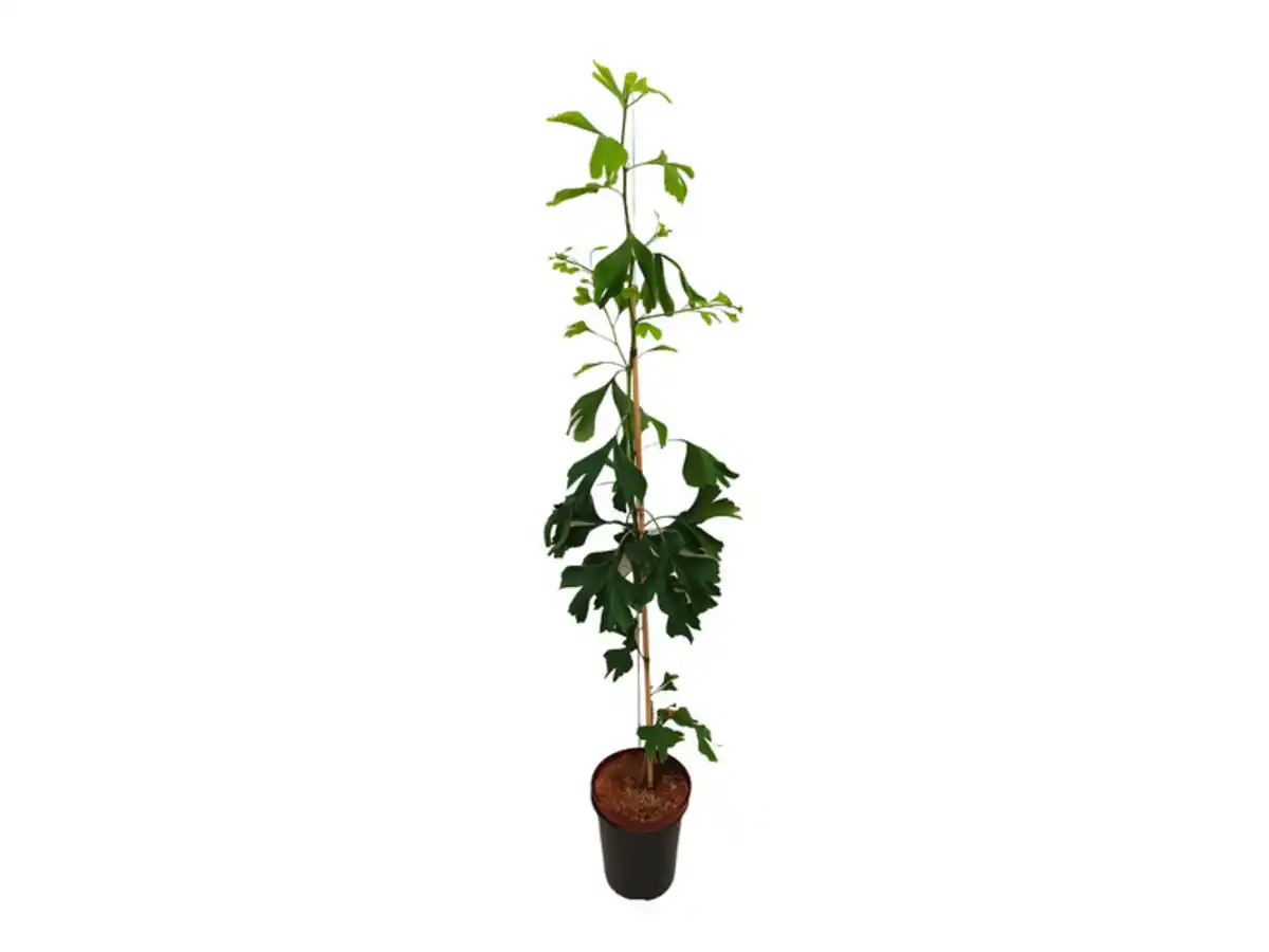 Bild 2 von Ginkgo biloba Strauch, locker verzweigt, sommergrün, Herbstfärbung goldgelb ""