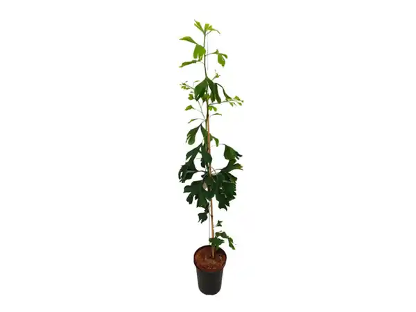 Bild 2 von Ginkgo biloba Strauch, locker verzweigt, sommergrün, Herbstfärbung goldgelb ""