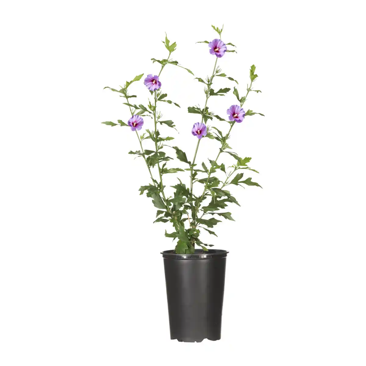 Bild 4 von GARDENLINE Gartenhibiskus