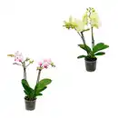 Bild 1 von GARDENLINE Phalaenopsis