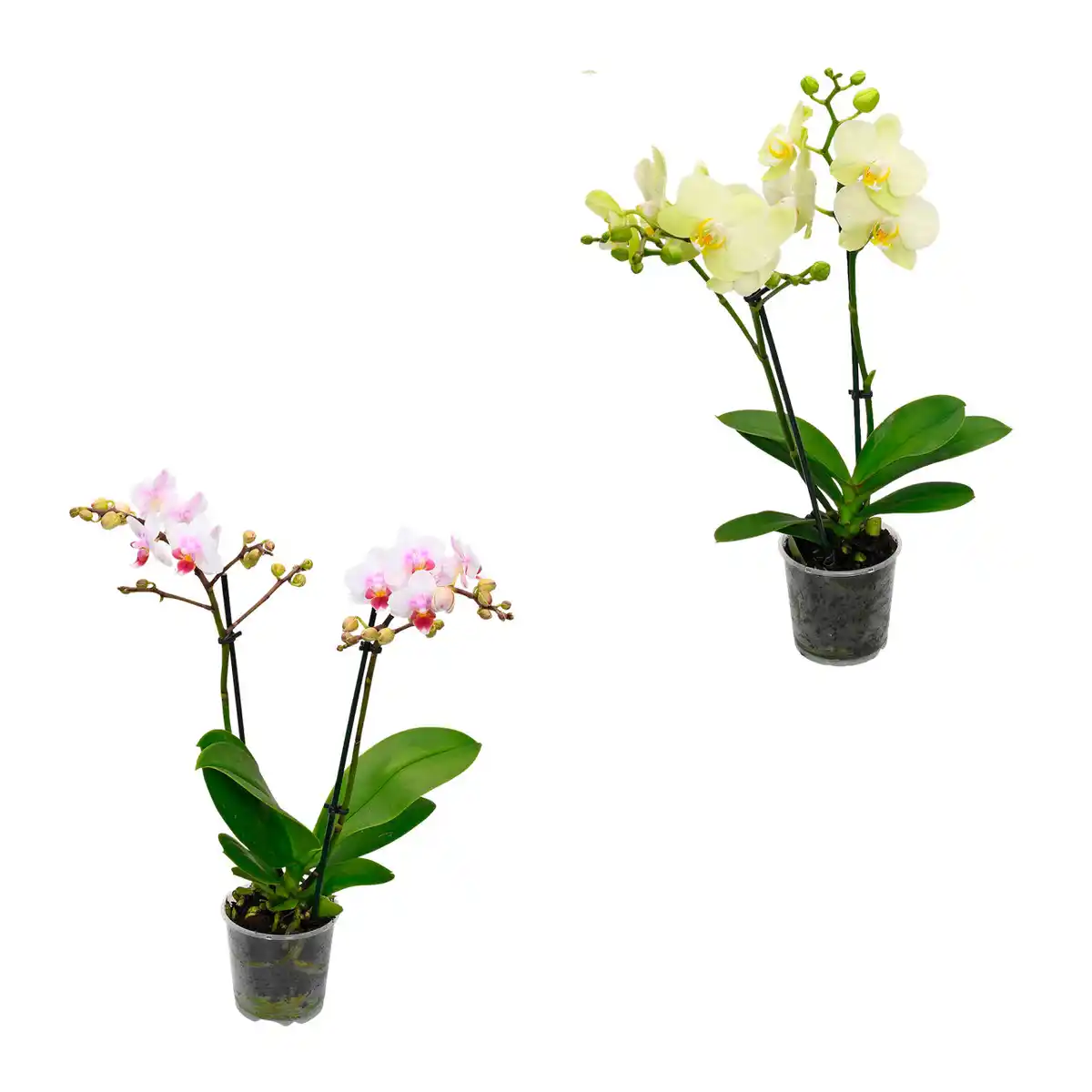Bild 1 von GARDENLINE Phalaenopsis