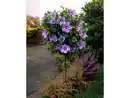 Bild 2 von Hibiskus Oiseau bleu® zum Stämmchen gezogen, blau blühend