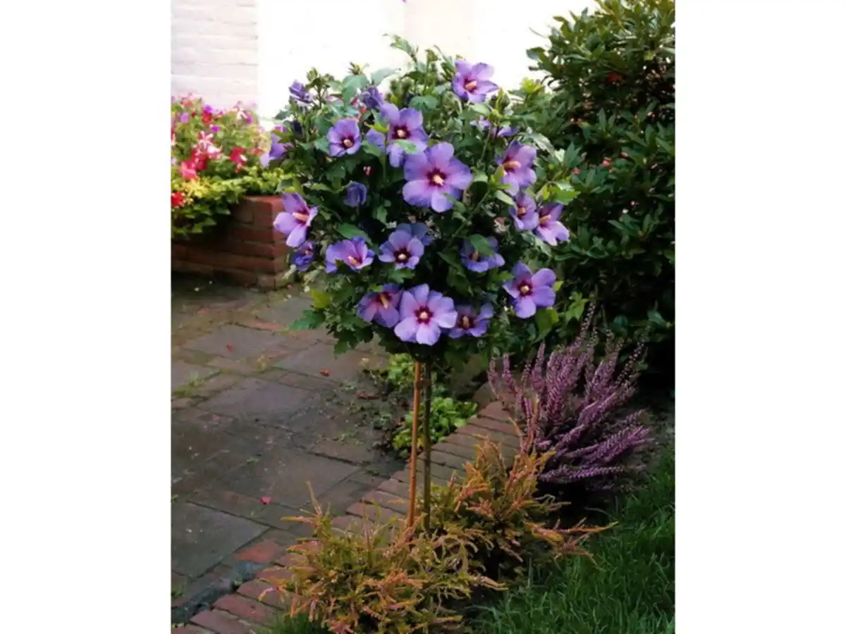 Bild 2 von Hibiskus Oiseau bleu® zum Stämmchen gezogen, blau blühend
